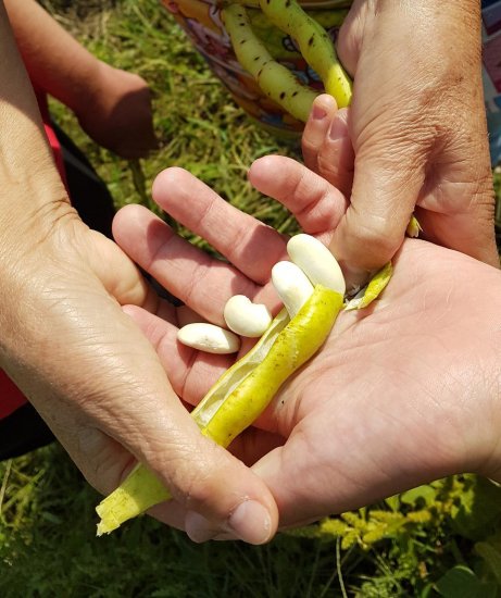 COVID 19: Más allá del protocolo